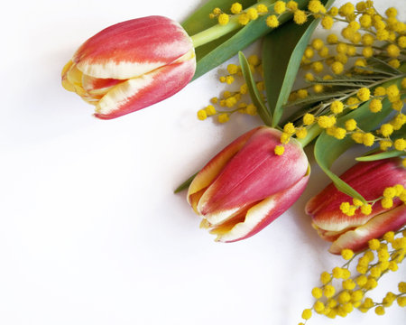 Red with yellow tulips and mimosa on a white background の写真素材