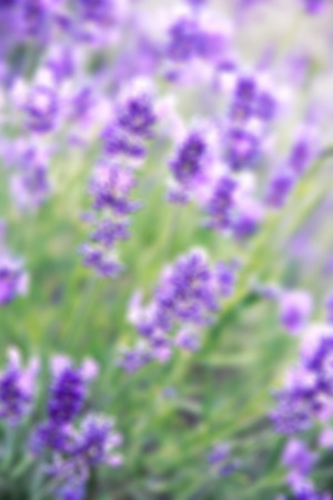 Lavender flowers can use as background. In blur styleの写真素材