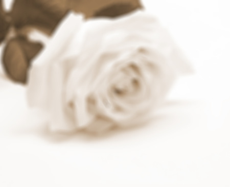 White rose close-up can use as background. In Sepia toned. Retro styleの写真素材