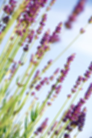 Lavender flowers can use as background. In blur styleの写真素材
