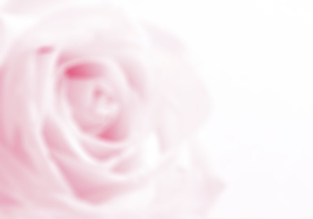Pink rose close-up  in blur style can use as background. Soft focus.の写真素材