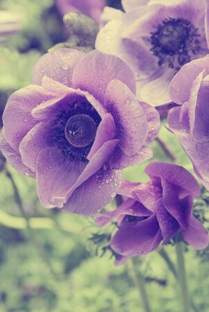 Lilac poppies with water drops on a green field in spring. In instagram style toned. Retro styleの写真素材