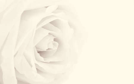 Beautiful white rose close-up with empty space for design can use as floral wedding background. Soft focus. For love or wedding concept. In Sepia toned. Retro styleの写真素材