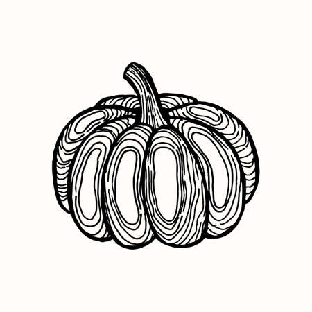 Pumpkin. Hand-drawn stylized image of pumpkin. Graphic black and white image isolated on white background. vector illustration.のイラスト素材
