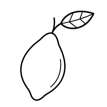Lemon. Hand drawn sketch icon of citrus fruits. Isolated vector illustration in doodle line style.のイラスト素材