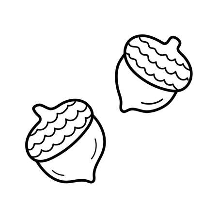 acorn. Hand drawn sketch icon of oak fruit. Isolated vector illustration in doodle line style.のイラスト素材