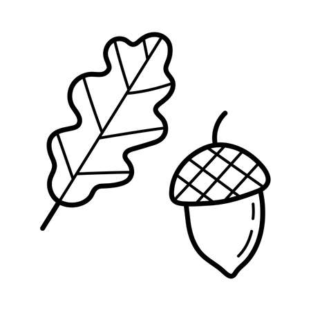 Acorn with oak leaf. Hand drawn sketch icon of autumn botanical element. Isolated vector illustration in doodle line style.のイラスト素材