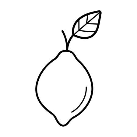 lime. Hand drawn sketch icon of citrus fruit. Isolated vector illustration in doodle line style.のイラスト素材