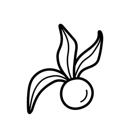 Ripe physalis peruviana berry. Hand drawn sketch icon of husk tomato, cape gooseberry. Isolated vector illustration in doodle line style.のイラスト素材