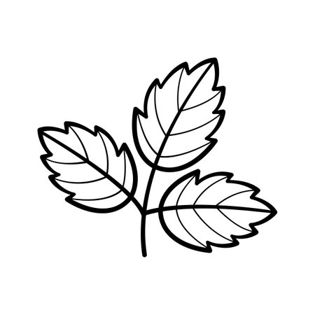 leaf. Hand drawn sketch icon of botanical element. Isolated vector illustration in doodle line style.のイラスト素材