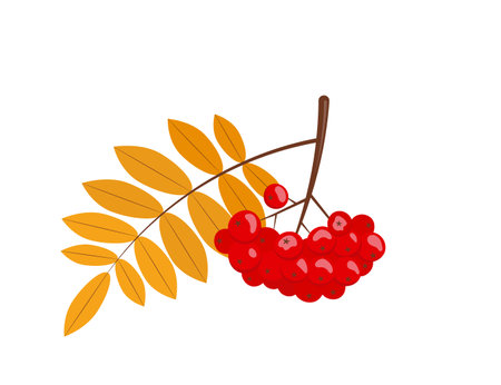 Cluster of rowan berries with leaves. Autumn rowan branch with leaves and red berries. Isolated vector illustration in flat style.のイラスト素材