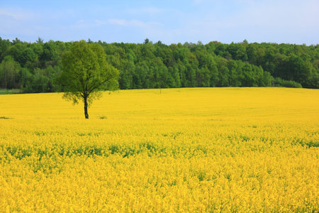 Landscape a spring field of yellow colza flowers