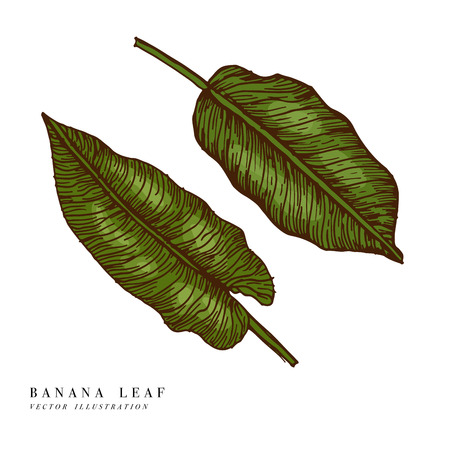 banana leaf design element for tropical themeのイラスト素材