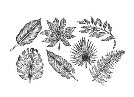 Tropical leaves collection. Engraved jungle leaves. Palm leaves.のイラスト素材