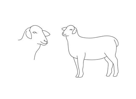 Vector linear illustration farm animal - sheep isolated in white background.のイラスト素材