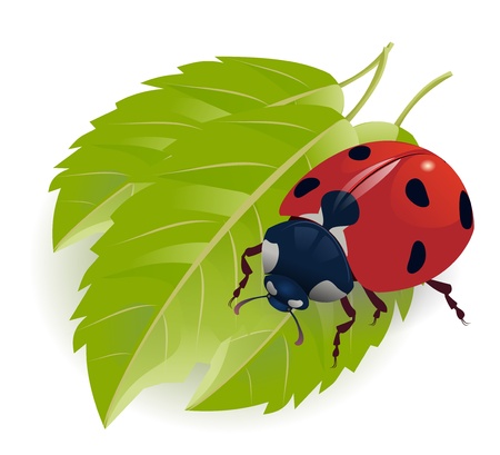 ladybugのイラスト素材