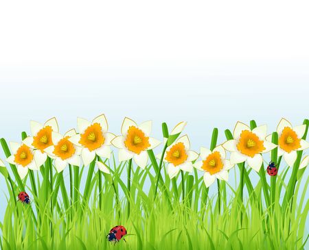 narcissus flowers and grassのイラスト素材