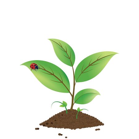 A growing plant and a red ladybug on the leaf.のイラスト素材