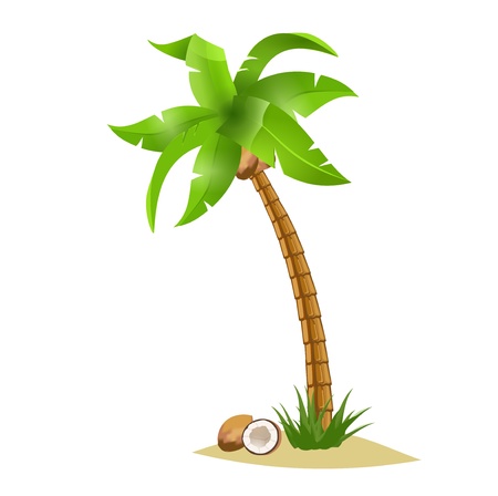 A  bent palm tree width coconuts isolate on white. Summer team.のイラスト素材