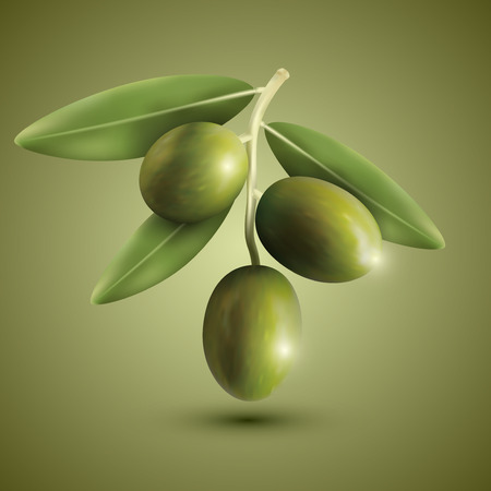 Green olive branches on a green background, vector illustration.のイラスト素材
