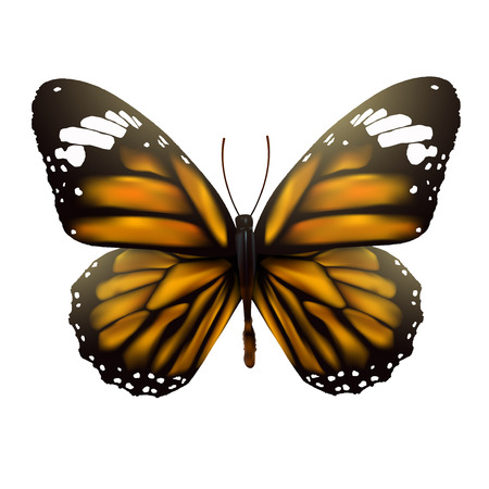 Butterfly isolated on white background, vector illustration.のイラスト素材