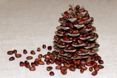 Pine cone with pine nuts on canvasの写真素材