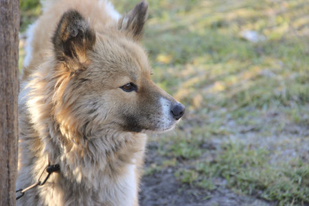 Red dog on the chain looks you in face