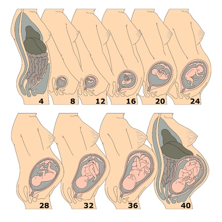 The growth of a human fetus in weeksのイラスト素材