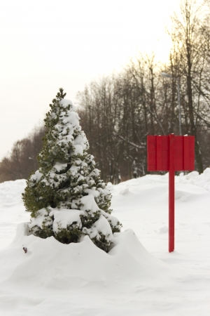 Small green arborvitae covered with snow near the red plateの写真素材