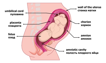 A mother and child in human prenatal pregnancyのイラスト素材