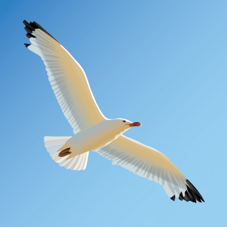 White seagull soaring in the blue skyのイラスト素材
