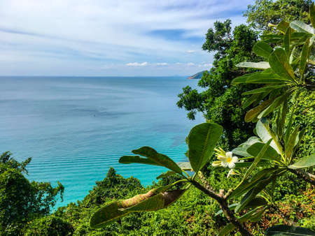 Frangipani tropical flower on blue water ocean background in Thailandの写真素材