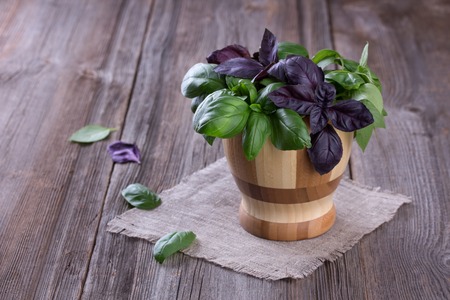 Fresh green and violet basil in little wooden bowl on wood background. Rustic style.の写真素材