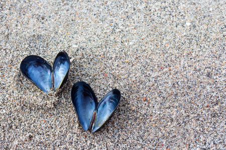 Heart shaped open mussel shell on the beach. Valentine day background.