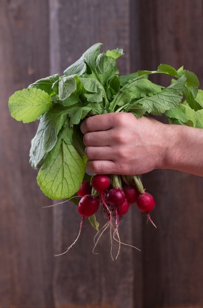 Bunch of fresh radishes in the farmer's handsの写真素材