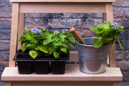 Pots with flowers and gardening tools in front of old brick wallの写真素材