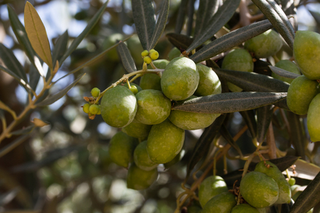Close up view of raw olives on tree and sun rays with clear, blue sky background.の写真素材