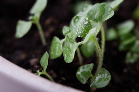 Growing microgreens in white bowl. Healthy eating concept.の写真素材