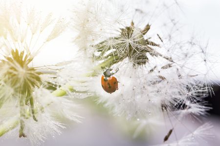 Beautiful nature  with dandelion and ladybug.の写真素材