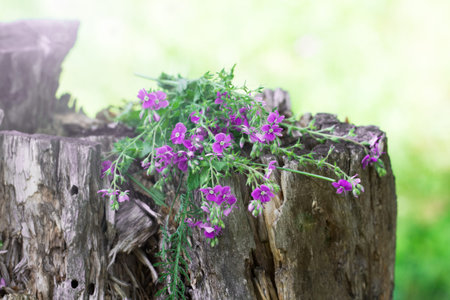 Blue forest flowers on tree stumpの写真素材