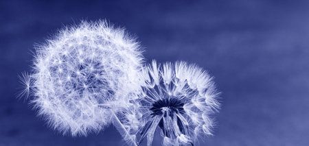 Beautiful nature background with dandelion and ladybug.