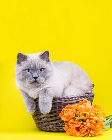 Cute grey cat in basket with double early tulips. Valentines day concept. Mothers day concept. Place for your text. Copy space.の写真素材
