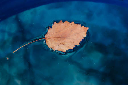 Last autumn fallen leaf in the water with reflections of the tree.の写真素材