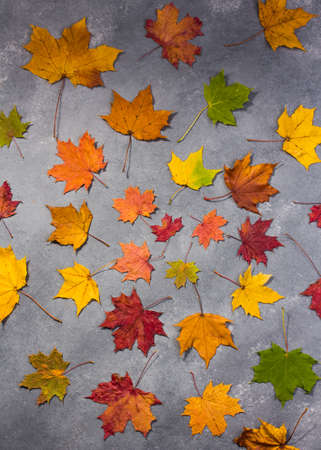 flat lay of fallen maple leaves on a light grey background top viewの写真素材