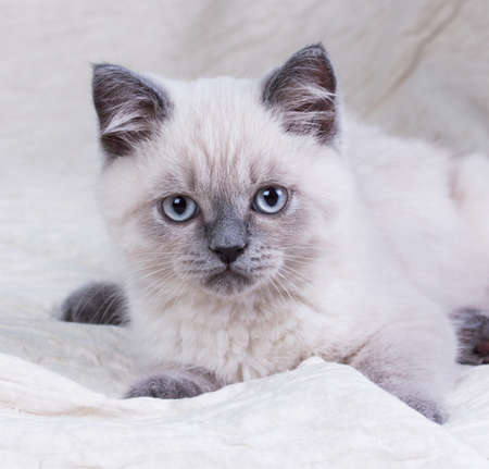 British shorthair kitten sitting in front of white backgroundの写真素材
