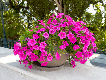 Petunia flowers in a pot on the terrace of the houseの写真素材