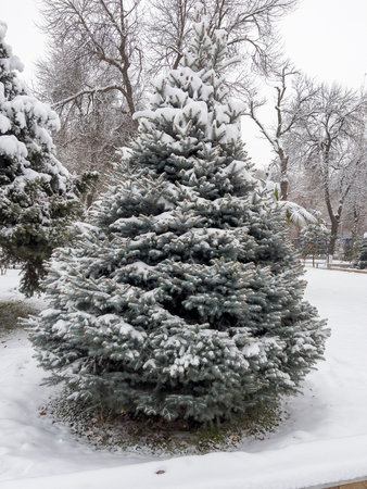 Winter landscape with snow-covered fir trees in the city park.の写真素材