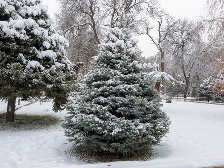 Winter landscape with snow-covered fir trees in the city park.の写真素材