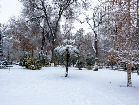 Park in the city center in winter. Beautiful winter landscape with trees and snowの写真素材