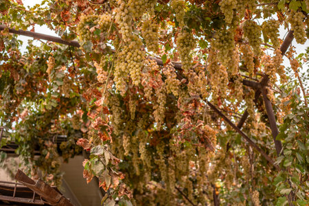 Bunch of white grapes hanging on a vine in the vineyardの写真素材